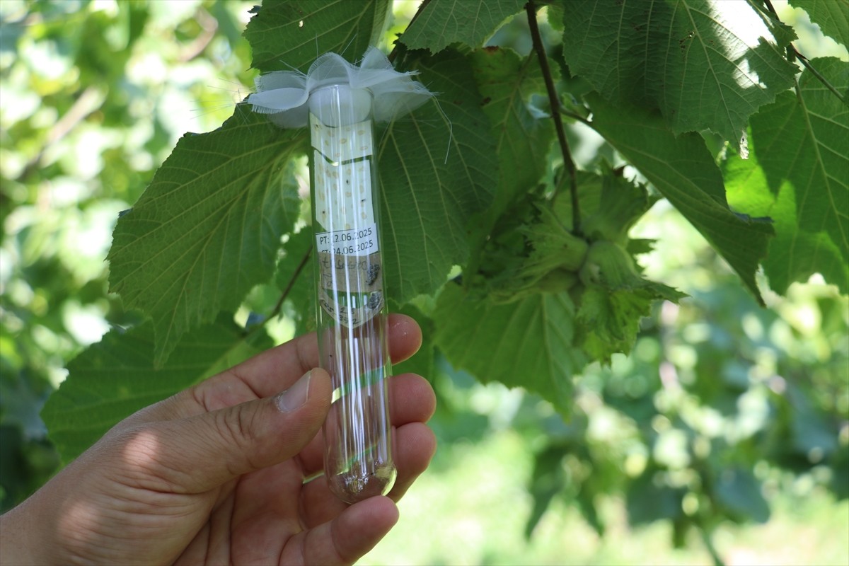 Trabzon ve Ordu'da, ağustos ayının ilk haftası başlaması planlanan fındık hasadı öncesi ürün...