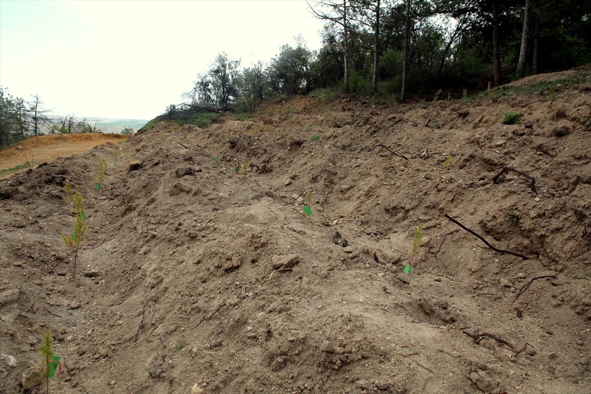 Türkiye'nin çeşitli bölgelerinde meydana gelen orman yangınlarının ardından Çankırı Belediyesi...
