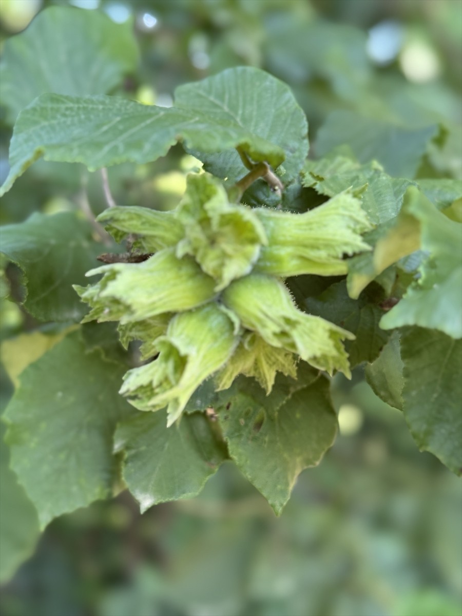 Türkiye'nin fındık üretiminin yüzde 13'ünün gerçekleştirildiği Düzce'de 9, 15 ve 23 Ağustos...