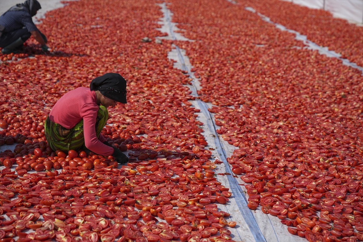 Türkiye'nin kurutulmuş domates üretim merkezlerinden İzmir'in Torbalı ilçesinde başlayan kuru...