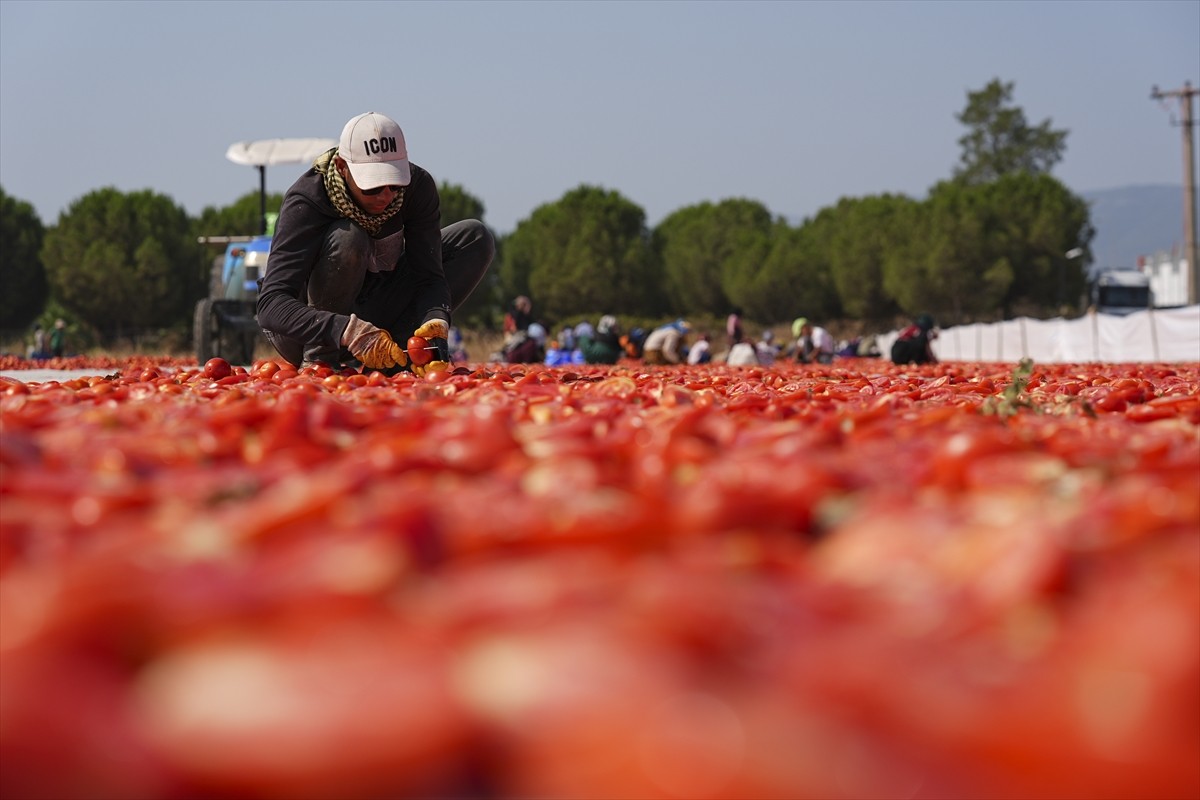 Türkiye'nin kurutulmuş domates üretim merkezlerinden İzmir'in Torbalı ilçesinde başlayan kuru...