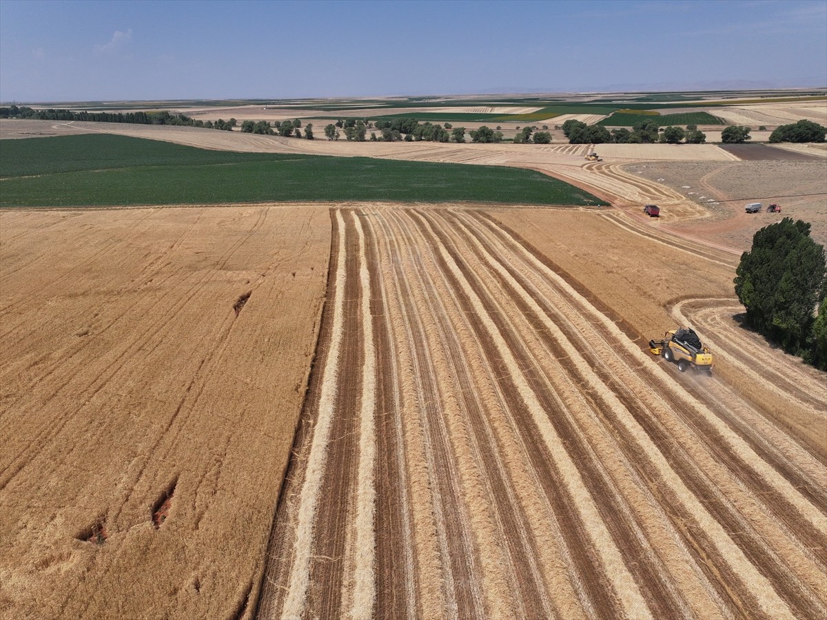 Türkiye’nin tahıl ambarı olarak bilinen Konya Ovası’nda kurak geçen sezonda kıraç arazilerde ciddi...