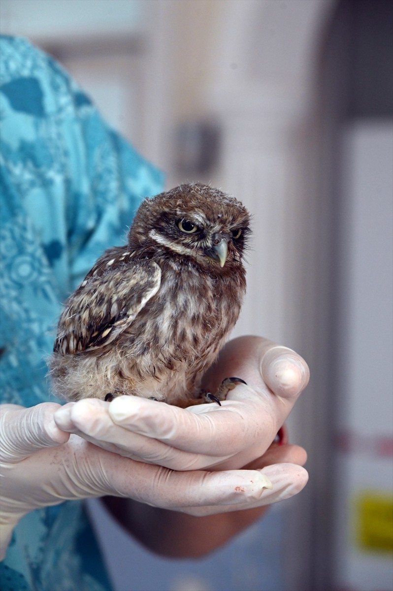Yalova'da yaralı bulunan baykuş yavrusu, tedavisinin ardından doğaya salınacak.
