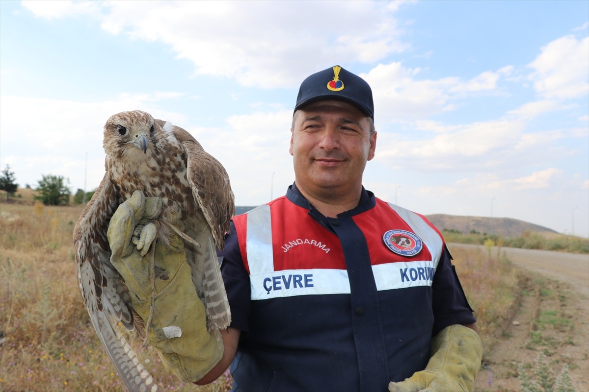  Yozgat'ın Sorgun ilçesinde bitkin halde bulunan ulu doğan, koruma altına alındı.
