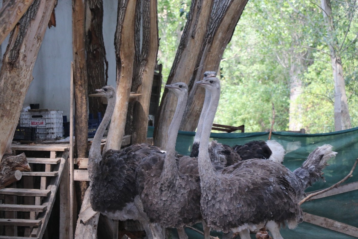  Yozgat'ın Sorgun ilçesine bağlı Bahadın beldesinde yaşayan kafe işletmecisi Güner Öztürk, kurduğu...