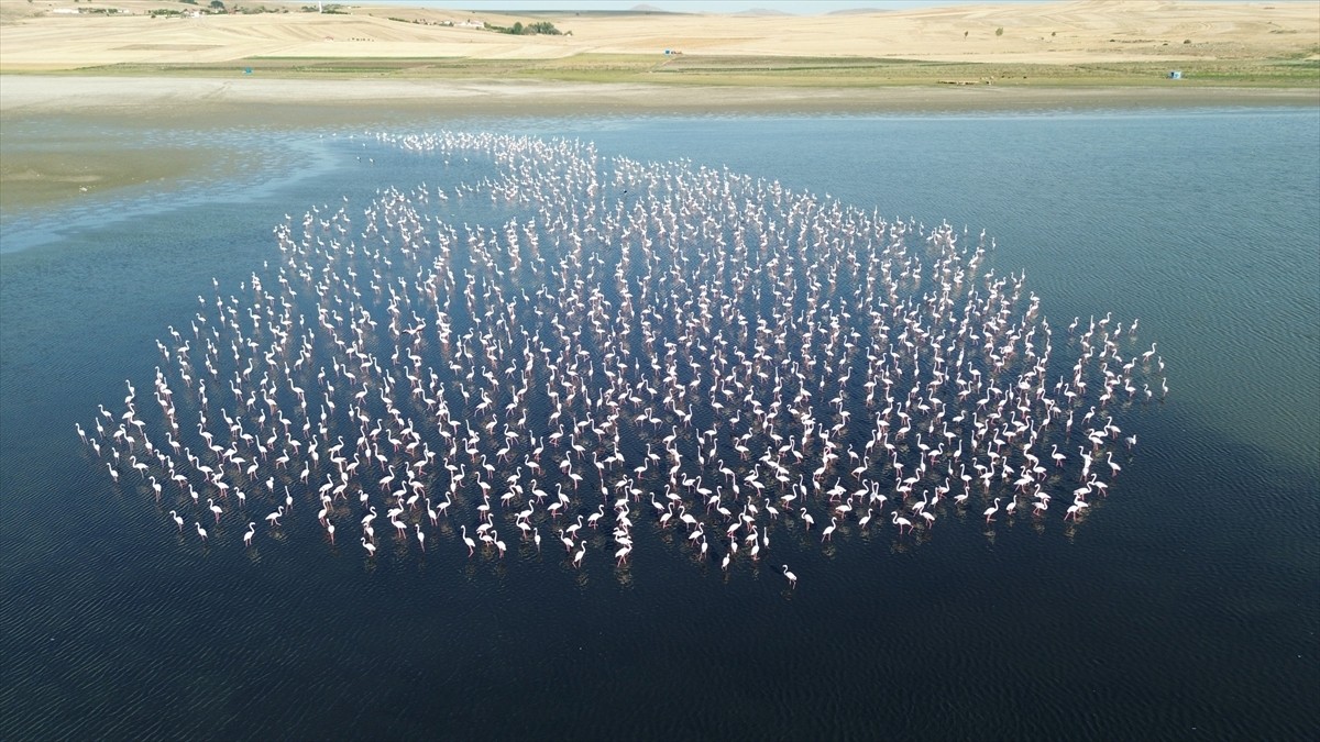  Yozgat’ta tarımsal sulama amacıyla kullanılan Gelingüllü Barajı'nı mesken tutan flamingolar, İl...