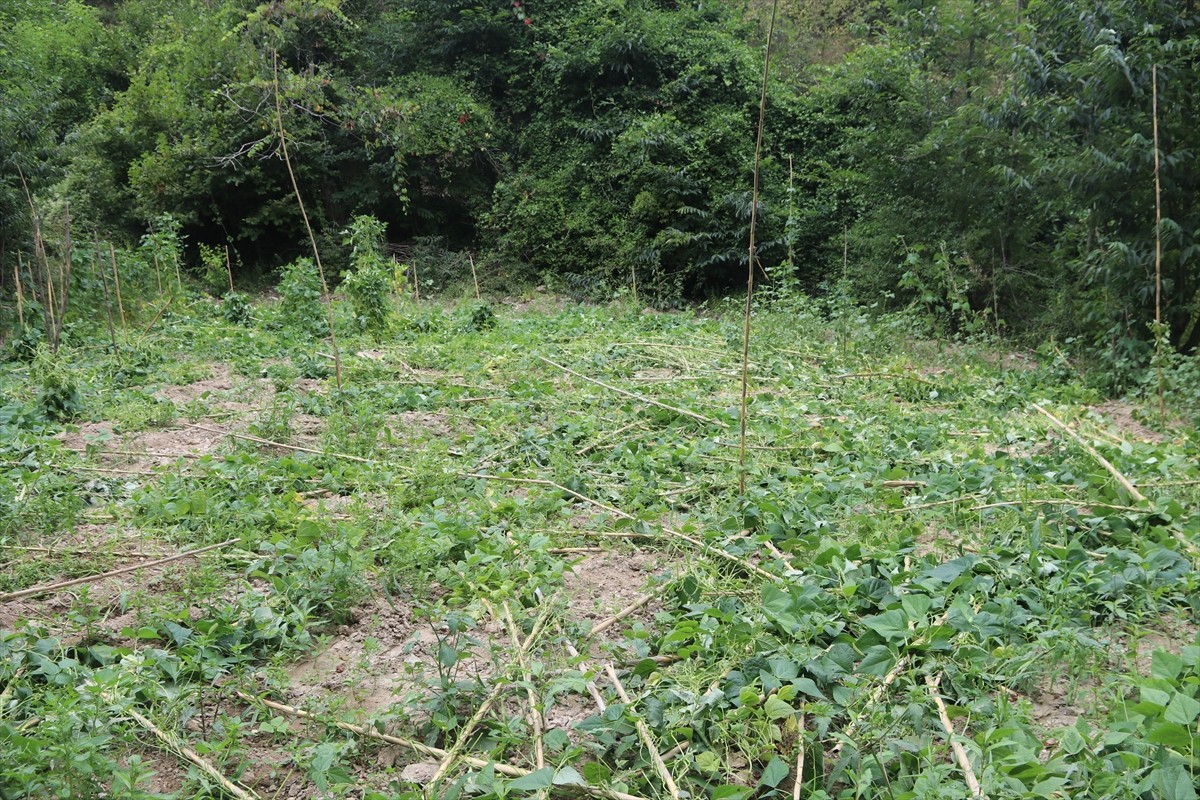 Amasya'nın Taşova ilçesinde fasulye bahçesine giren ayılar ürünlere zarar verdi.