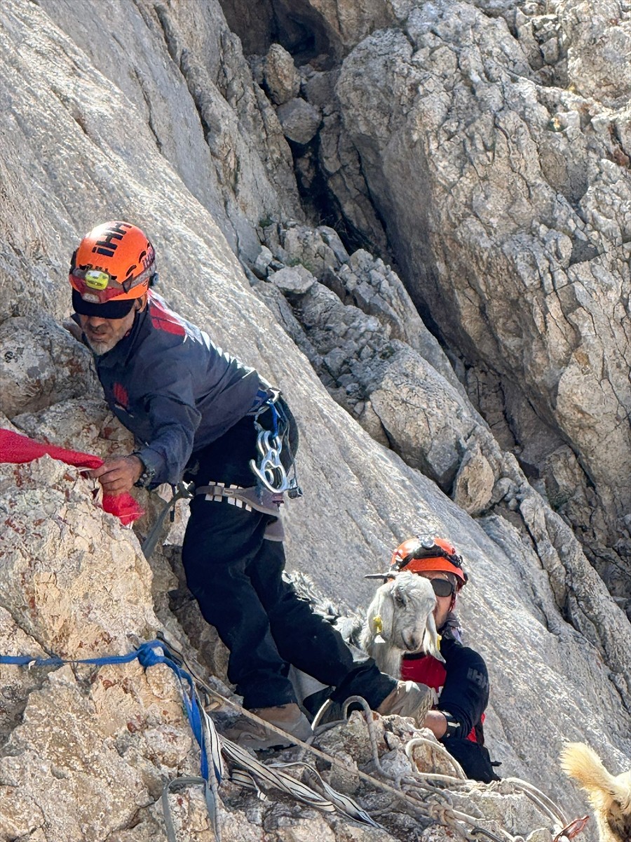 Antalya'nın Gündoğmuş ilçesinde dağda mahsur kalan 5 keçi, 9 gün sonra İHH'nın Alanya birimi...