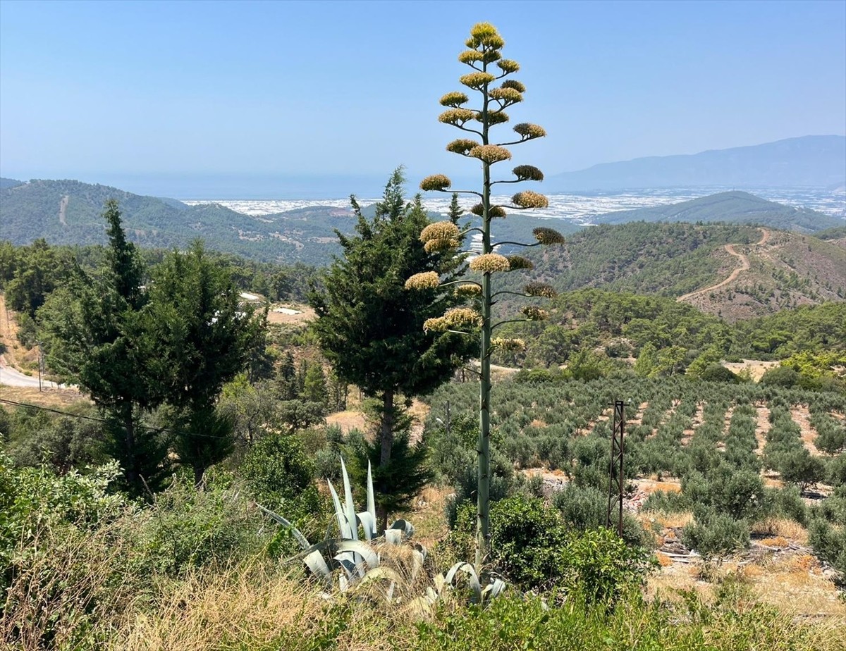 Antalya'nın Kumluca ilçesinde 30 yıl önce süs bitkisi olarak bahçeye dikilen Güney Amerika kökenli...