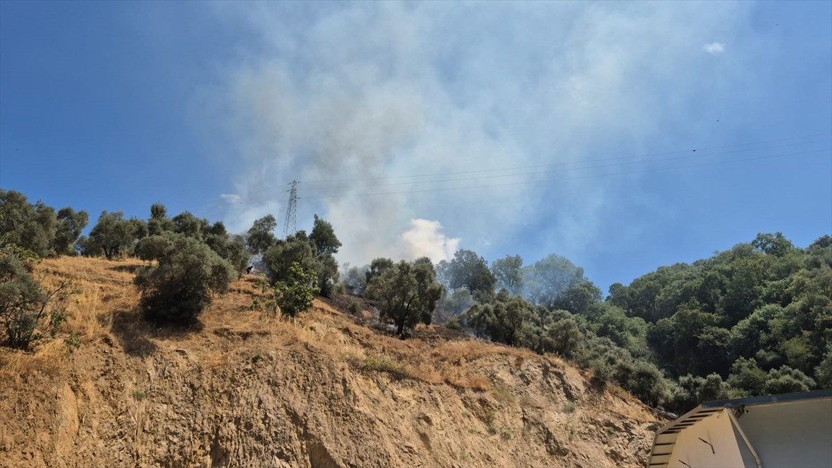 Aydın'ın Köşk ilçesinde zeytinlik alanda henüz belirlenemeyen nedenle yangın çıktı.