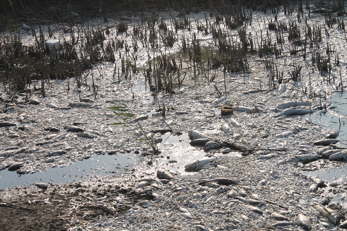 Balıkesir'in Manyas Gölü'ndeki balıkların ölümü üzerine gölden numune alındı.