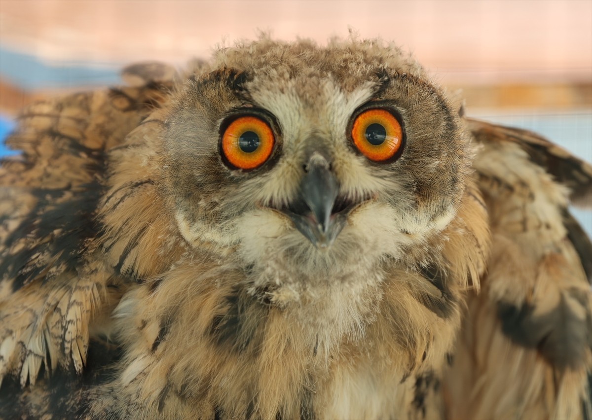 Bayburt'ta bir kişinin dağlık alanda yaralı halde bulduğu puhu, tedavi altına alındı.