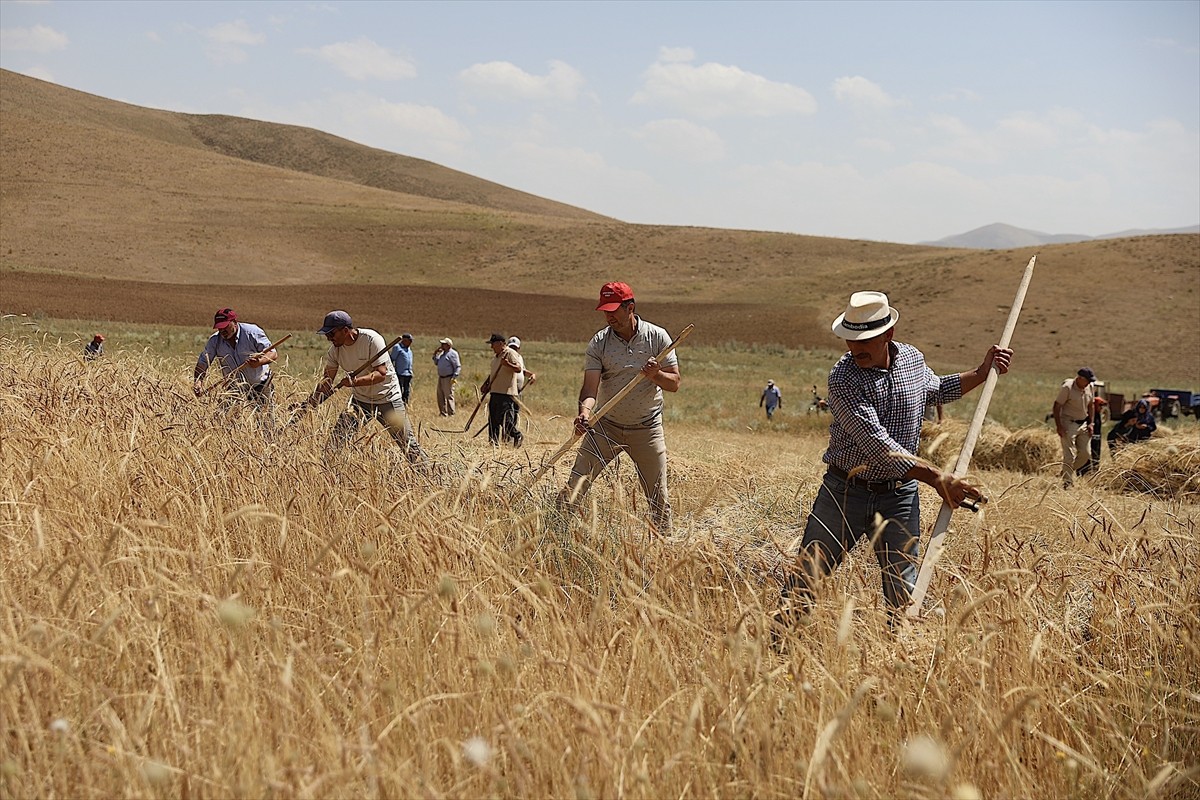 Bayburt'un Beşpınar köyündeki Kenan Yavuz Etnografya Müzesince düzenlenecek "Harman Festivali"...