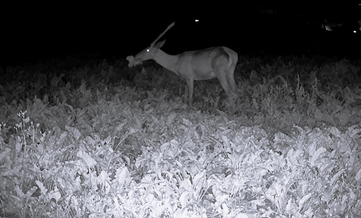 Bilecik’in Pazaryeri ilçesinde araziye giren geyik sürüsü ve diğer yaban hayvanları, fotokapanla...