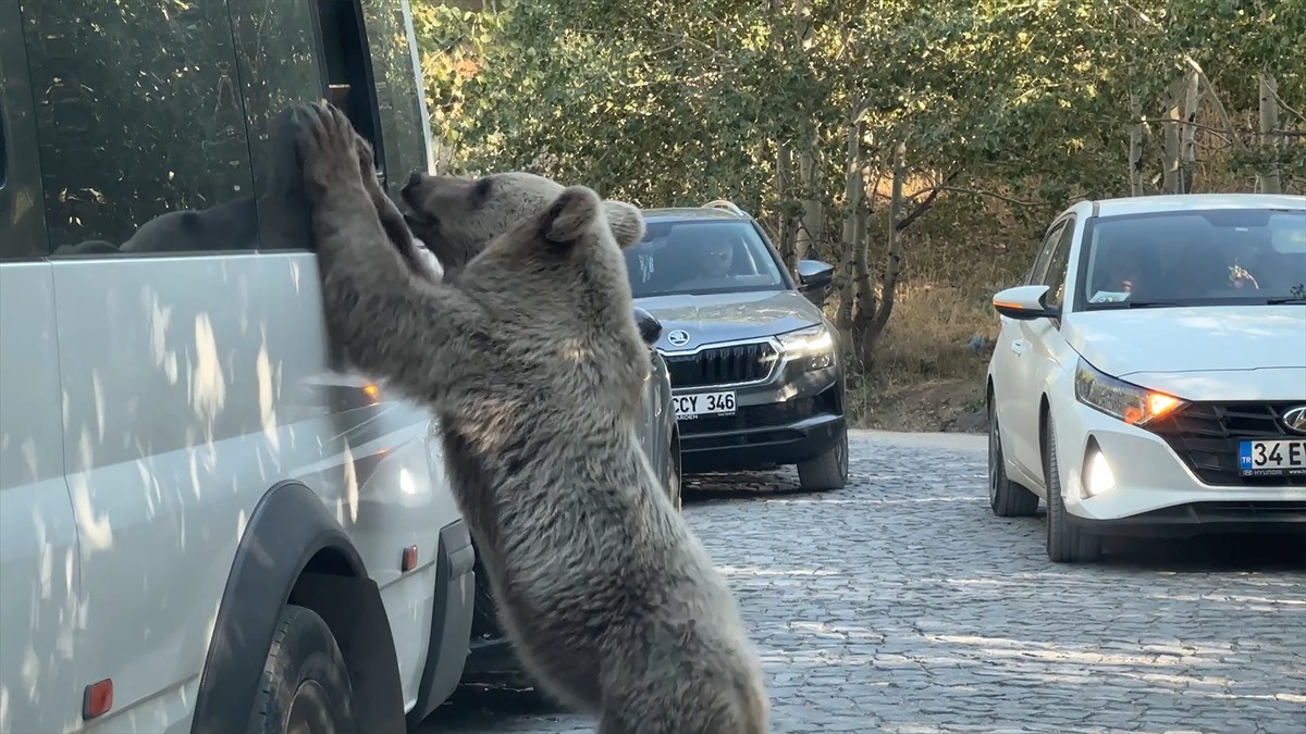 Bitlis'in Tatvan ilçesindeki Nemrut Kalderası'na giden ziyaretçiler, yol üzerinde karşılaştıkları...