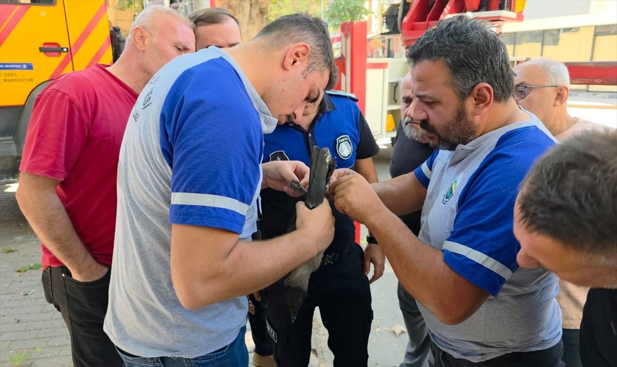 Bursa'nın İnegöl ilçesinde bacağına dolanan ip nedeniyle ağaçta mahsur kalan karga, itfaiye...