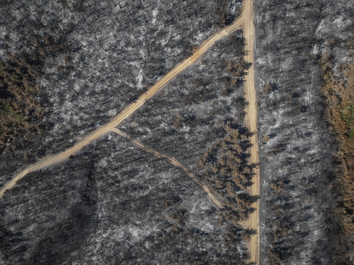 Çanakkale'nin Gelibolu ilçesinde kırsal alanda başlayıp ormana sıçrayan ve büyük ölçüde kontrol...