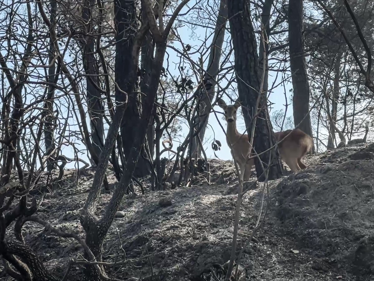Çanakkale'nin Gelibolu ilçesinde ormanlık alanda başlayıp Eceabat ilçesine ulaşan yangında...