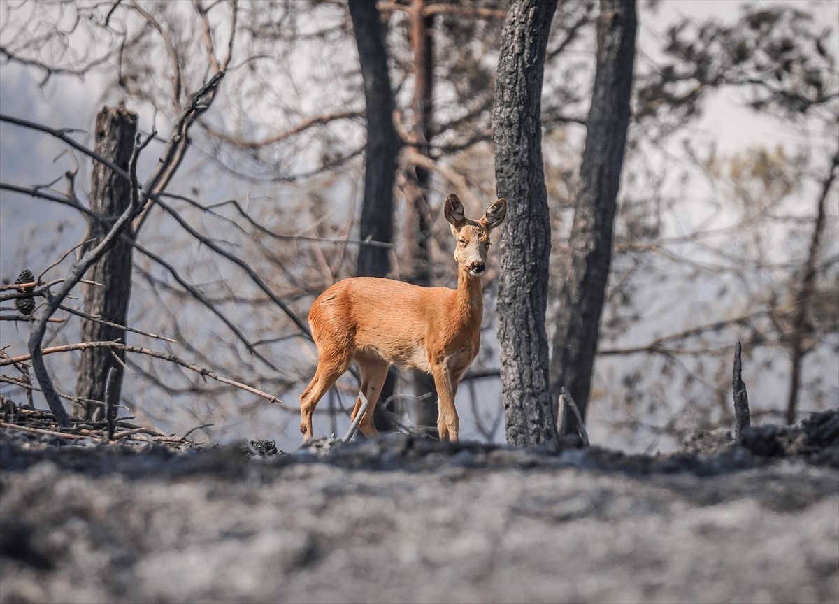 Çanakkale'nin Gelibolu ilçesinde ormanlık alanda başlayıp Eceabat ilçesine ulaşan yangında...