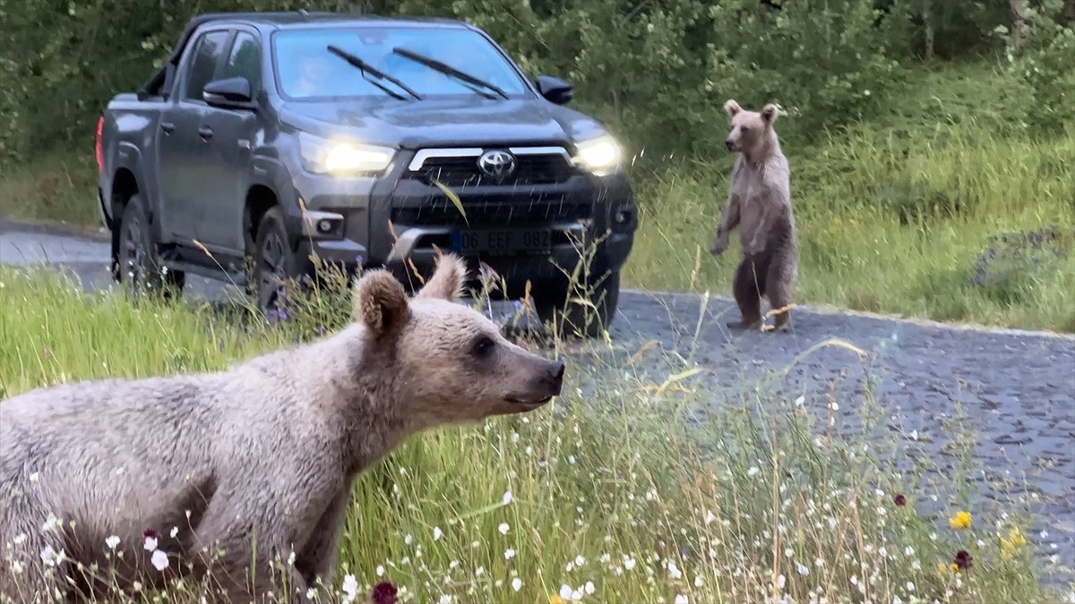 Dünyanın ikinci, Türkiye'nin en büyük krater gölünün bulunduğu Nemrut Kalderası'na gelen yerli ve...