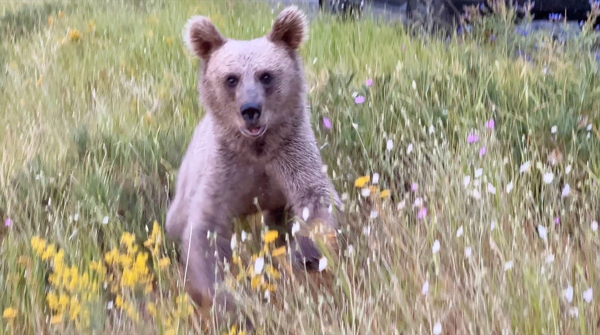 Dünyanın ikinci, Türkiye'nin en büyük krater gölünün bulunduğu Nemrut Kalderası'na gelen yerli ve...
