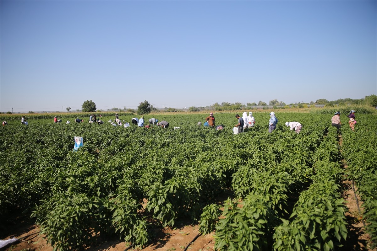 Edirne'nin meşhur tava ciğerinin garnitürü olarak kullanılan tescilli Karaağaç acı biberinde hasat...