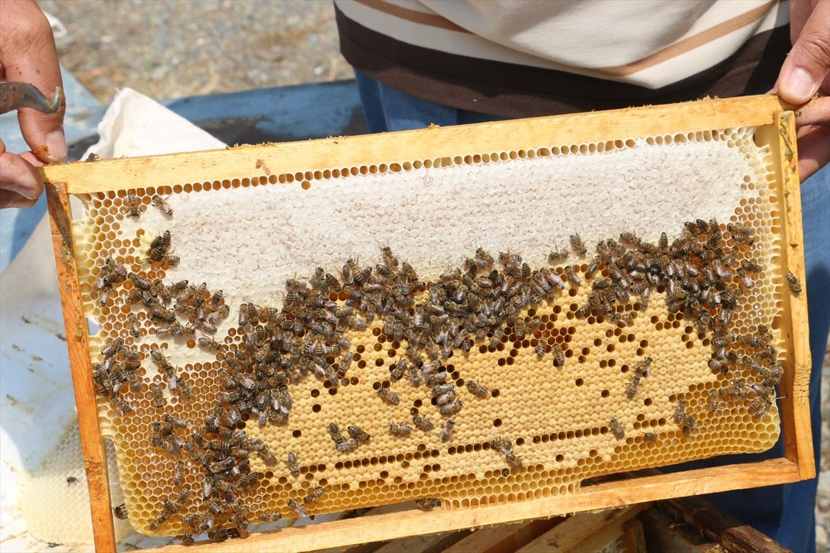 Erzincan'da, bölgeye özgü geven ve kekik bitkilerinden elde edilen, coğrafi tescil başvurusu...