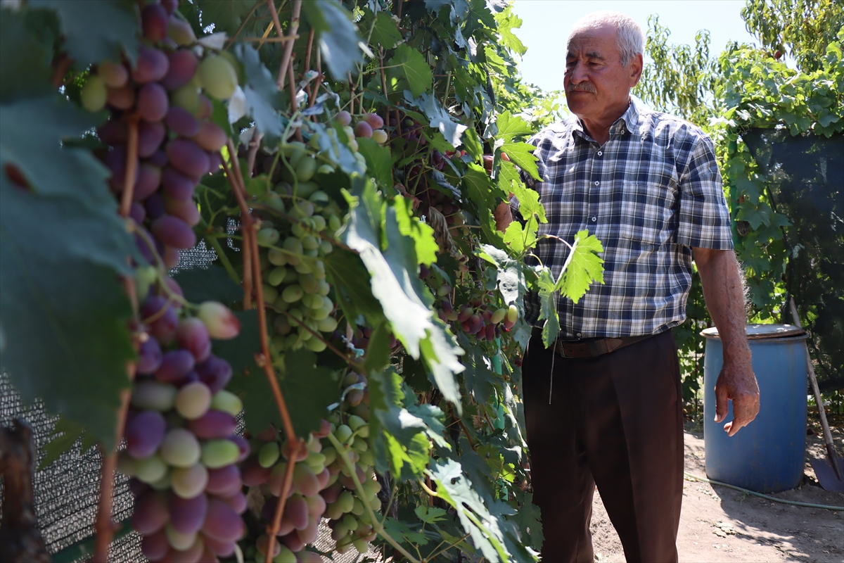 Erzincan'ın Üzümlü ilçesinde yaşayan Ahıska Türkü Faik ile Gülşen Binali çifti, döşek arasında...