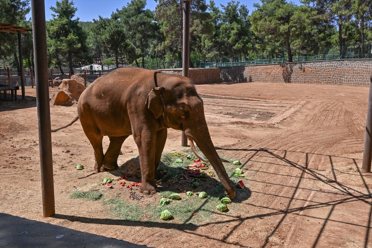 Gaziantep Doğal Yaşam Parkı'nda, "Dünya Fil Günü" kapsamında, dünyanın ilk tüp bebek fili Gabi...