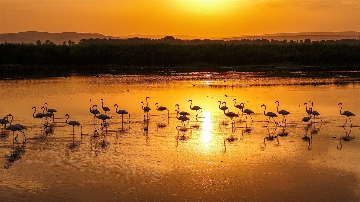 Havaların ısınmasıyla konaklamak için Van Gölü Havzası'na gelen binlerce flamingo, iri gövdeleri...