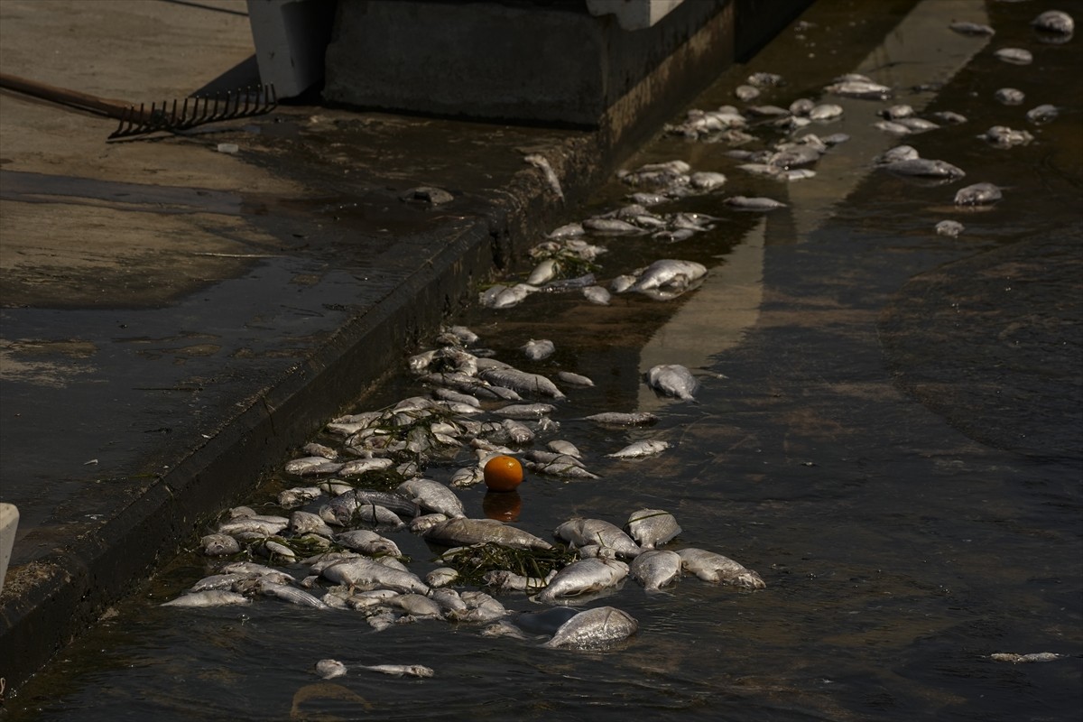 İzmir Körfezi'nde, kirliliğin etkisiyle ölen çok sayıda balık kıyıya vurdu. Geçen yıl kötü koku ve...