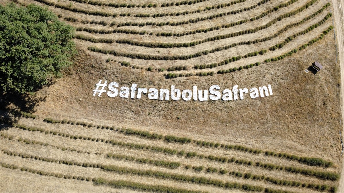 Karabük'ün Safranbolu ilçesinde Avrupa Birliği'nden (AB) coğrafi işaret tescili alan safranın...