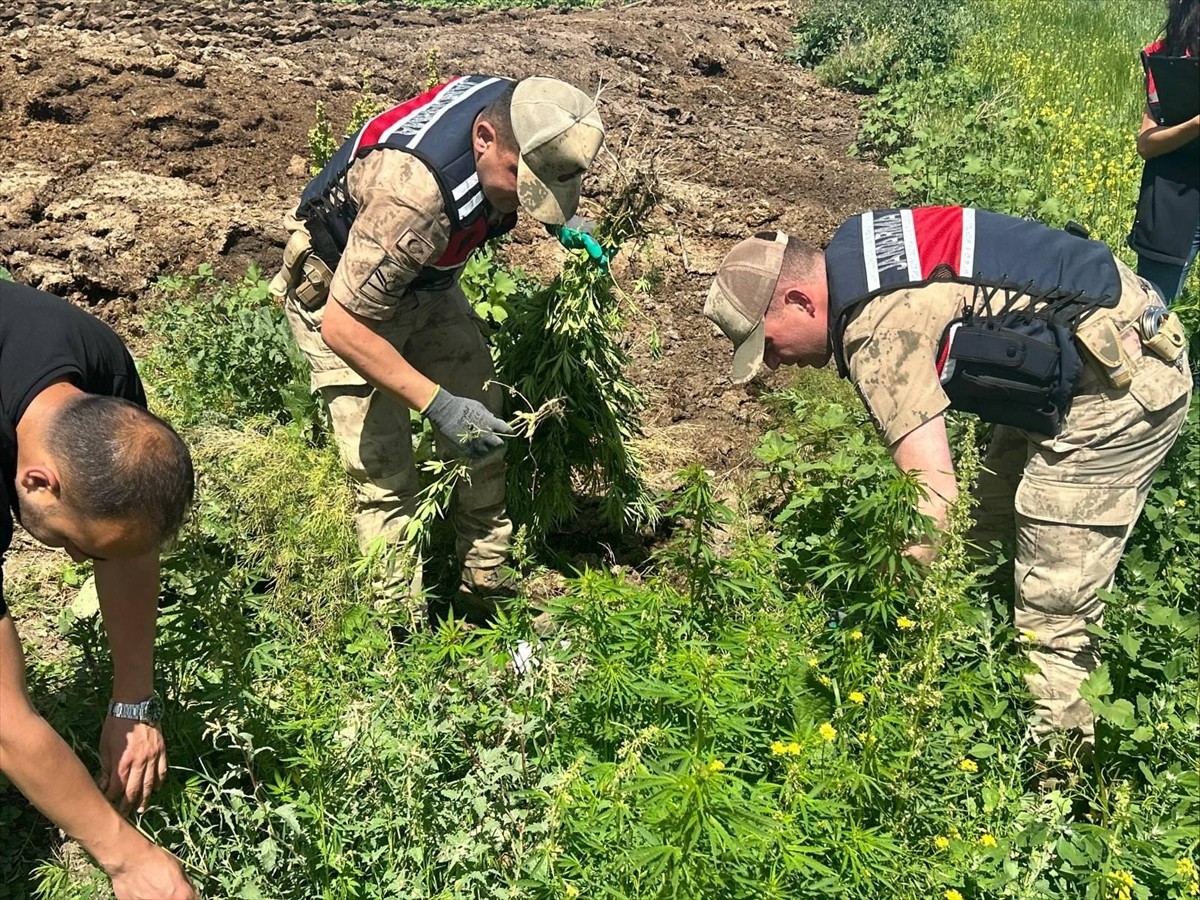 Kars'ta tarlada ekili halde 42 bin 658 kök Hint keneviri ele geçirildi.