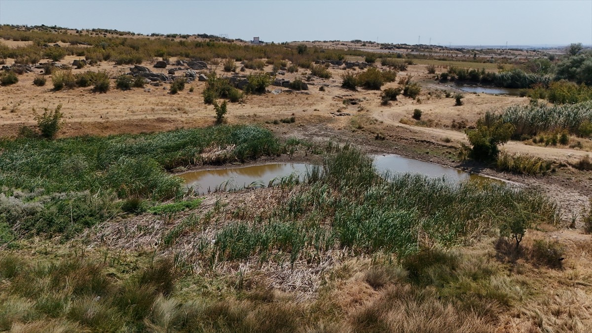 Kırklareli'ndeki Sazlık Göleti, kuraklık nedeniyle kuruma noktasına geldi. 