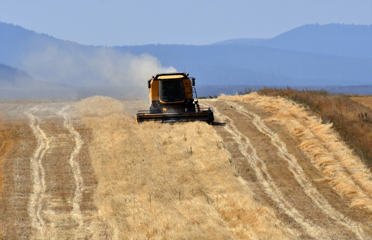 Kış mevsiminin uzun ve çetin geçtiği Kars'ta çiftçiler, arazilerindeki son buğdayları hasat...