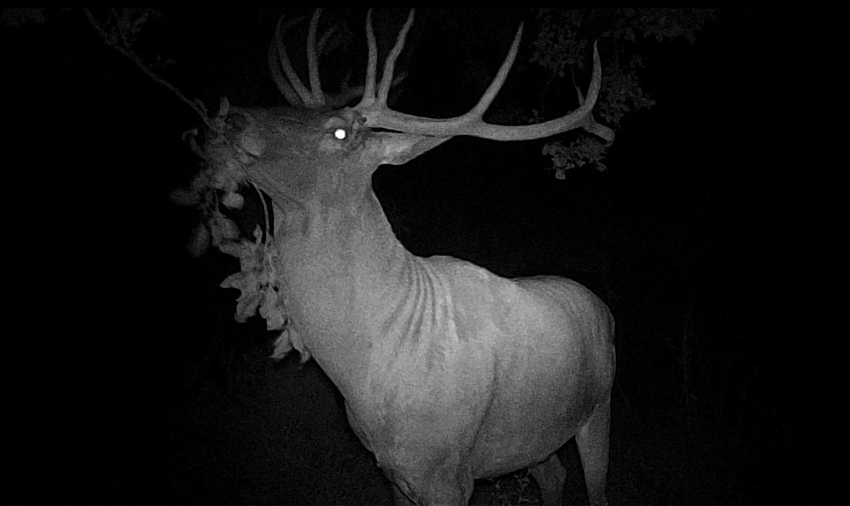 Kütahya'nın Tavşanlı ilçesinde girdiği hobi bahçesindeki meyve ağaçlarına zarar veren kızıl geyik...