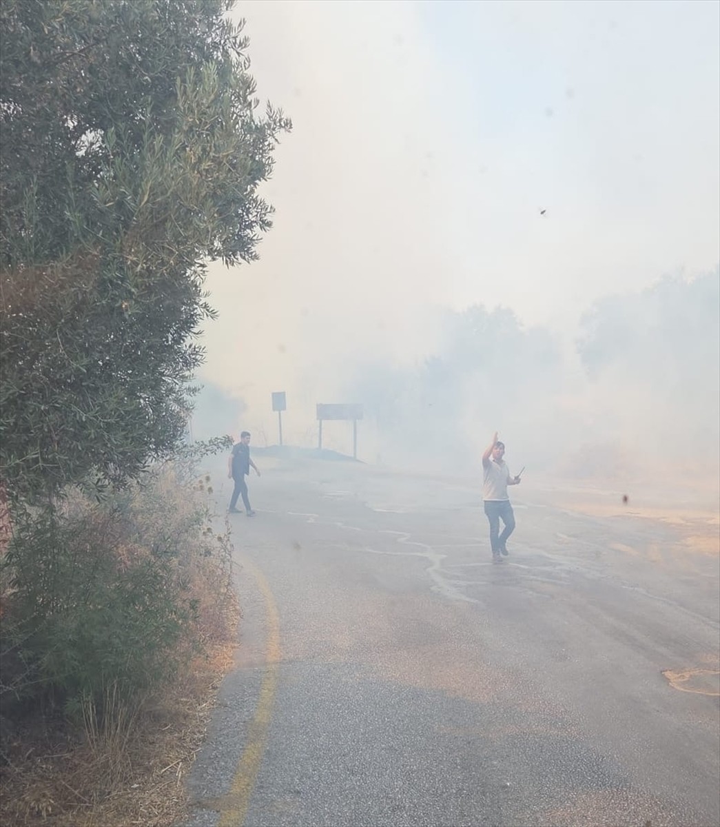 Muğla'nın Bodrum ilçesinde zeytinlik ve otluk alanda çıkan yangın söndürüldü.