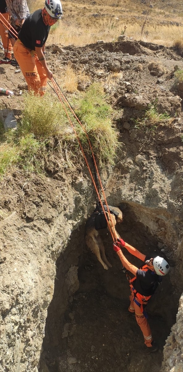 Muğla'nın Datça ilçesinde kuyuya düşen köpek gönüllülerce kurtarıldı.