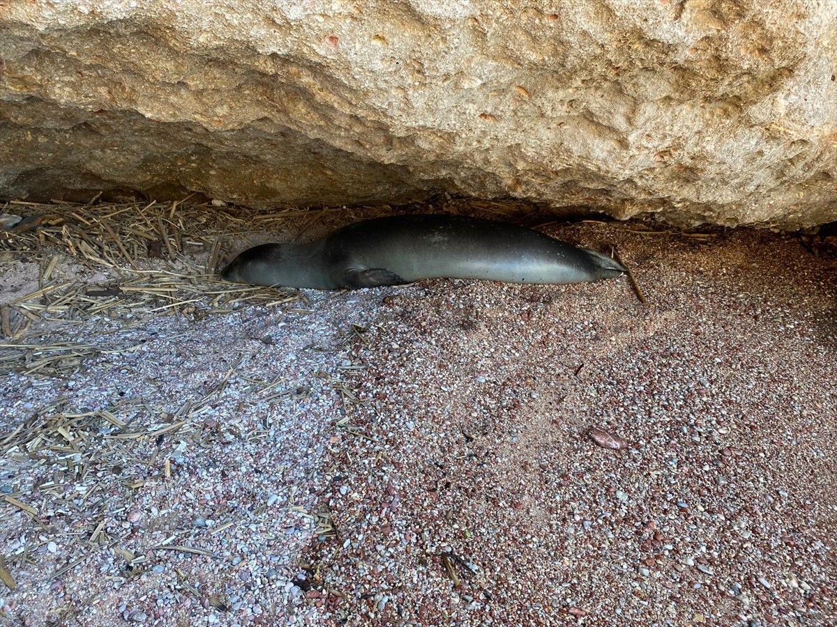 Muğla'nın Datça ilçesinde sahilde dinlenen fok, vatandaşların ilgisini çekti.