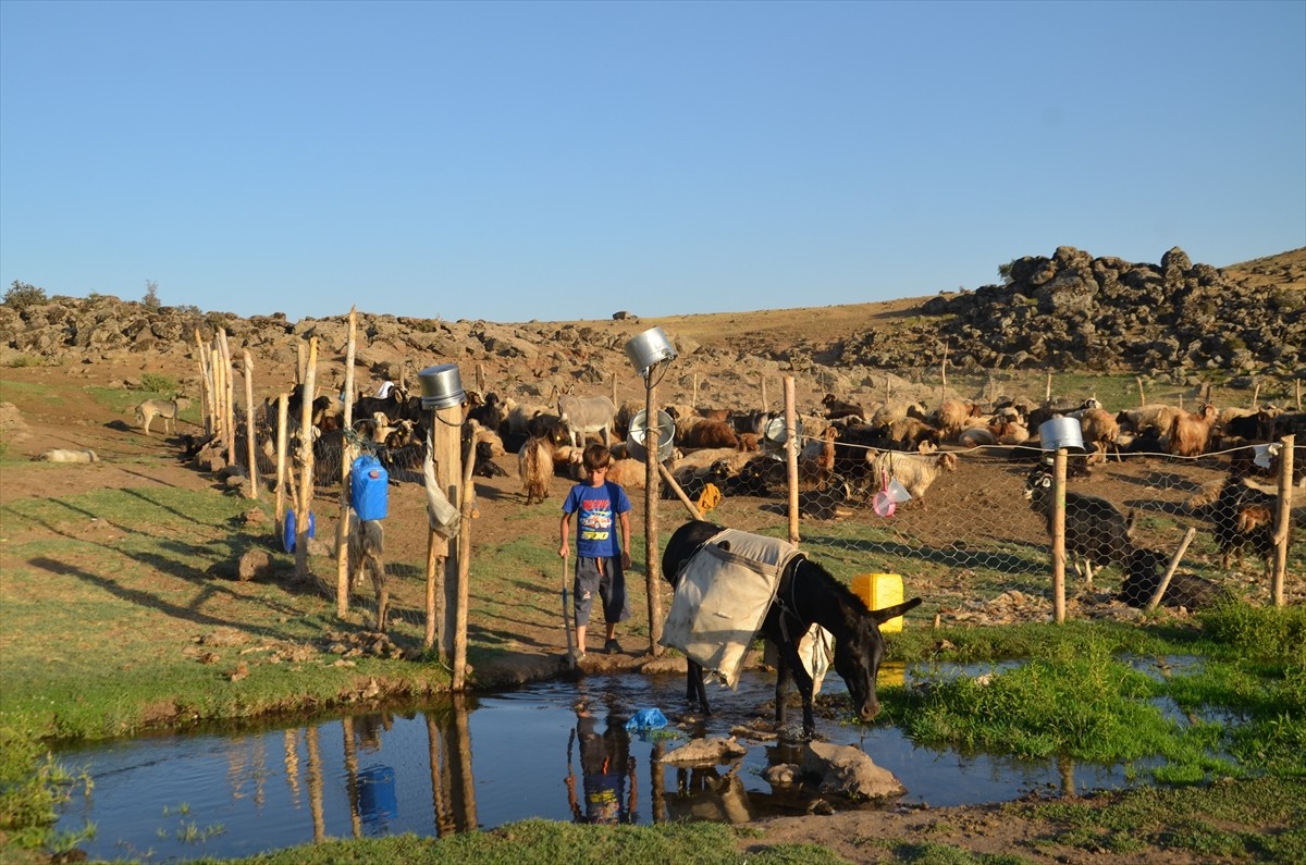 Muş'un Korkut ilçesinde berivanlar (süt sağan kadınlar) üç tekerlekli kasalı motosikletlerle...