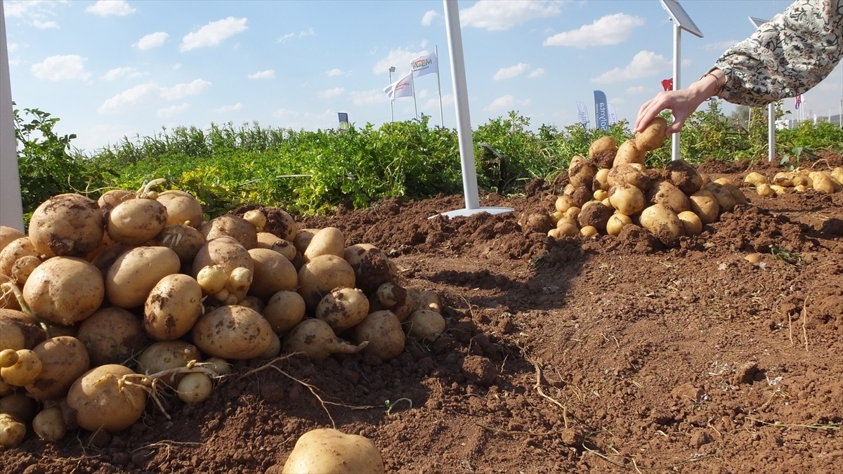 Nevşehir'in Gülşehir ilçesinde düzenlenen Patates Günleri Fuarı, üreticileri ve firmaları bir...
