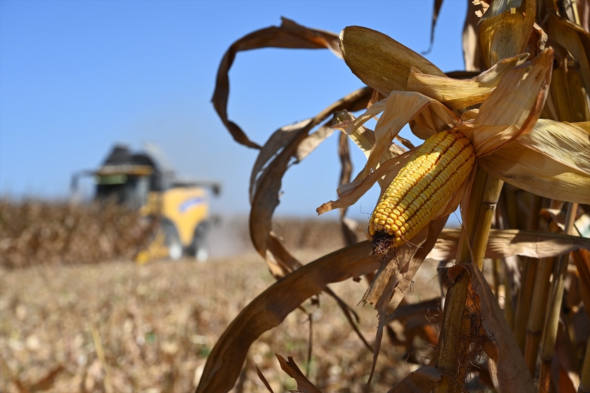 Osmaniye'de 360 bin 249 dekar alanda yetiştirilen mısırın rekoltesinin hasat sezonu sonunda 463...