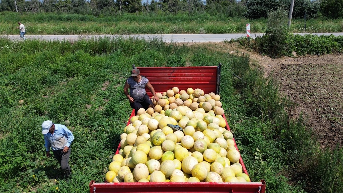 Samsun'da Bafra Ovası'nda yetiştirilen ve lezzetiyle öne çıkan Süheyla kavununda hasat devam...