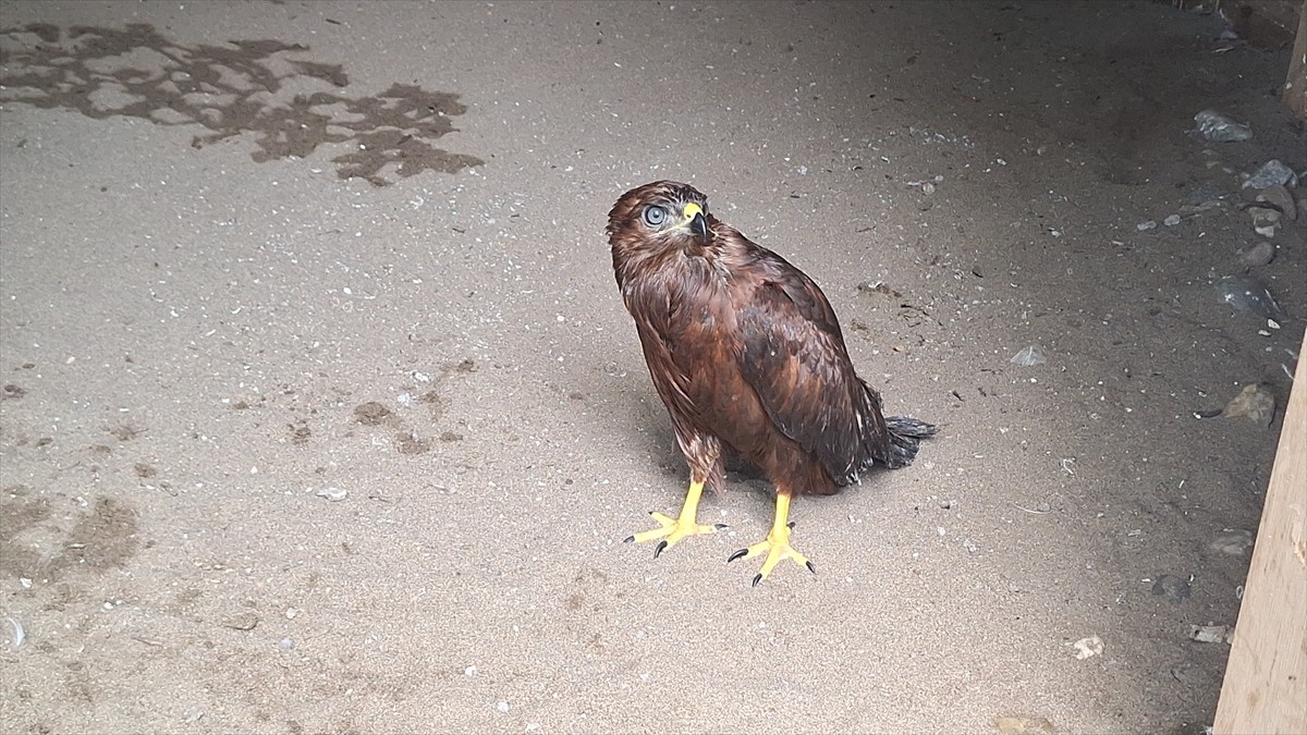 Samsun'da bulunan yaralı bozkır şahini tedavi altına alındı. 