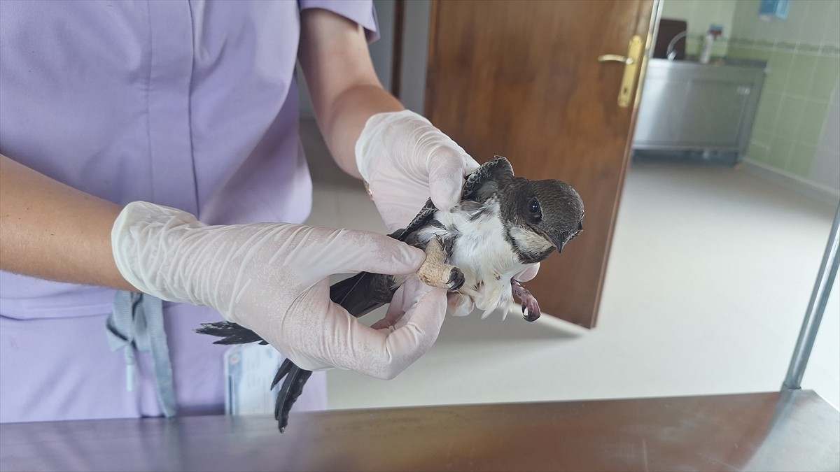 Samsun'un Bafra ilçesinde bacağı kırık halde bulunan ak karınlı ebabil, Kızılırmak Deltası'ndaki...