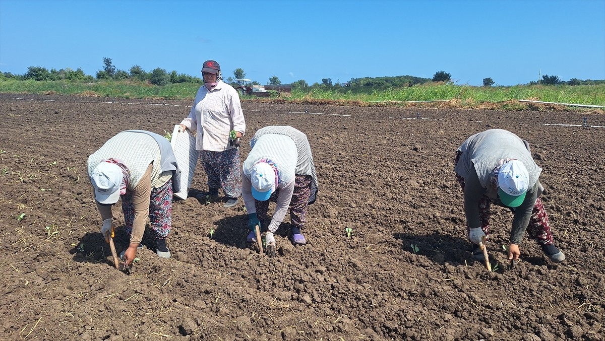 Samsun'un Bafra ilçesinde seralarda yetiştirilen hibe destekli kışlık sebze fideleri toprakla...