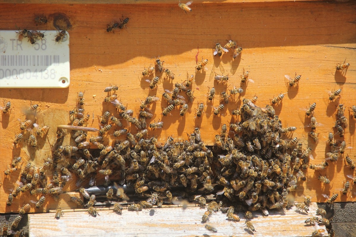 Sivas'ta coğrafi işaret tescilli "Zara balı"nda aşırı sıcaklar nedeniyle erken başlayan bal...