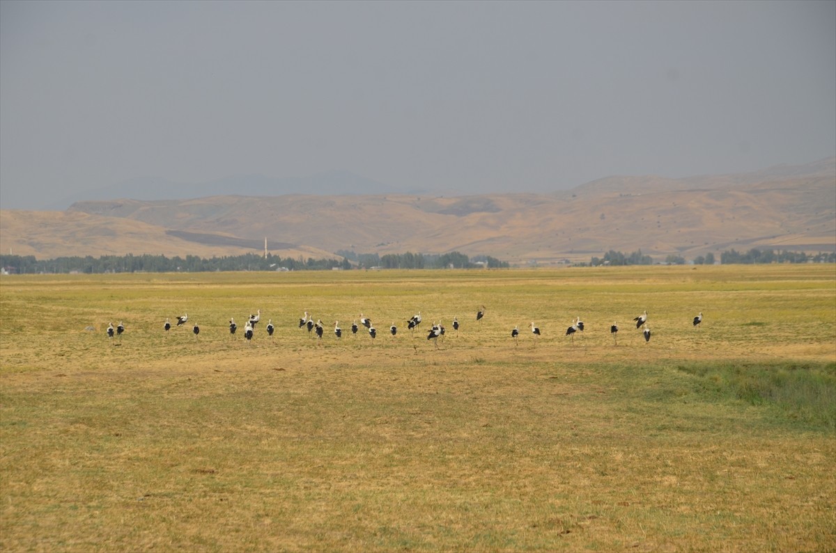 Şubat ayının son haftasında gelmeye başladıkları Muş Ovası'nda yavrularını büyüten leylekler göçe...