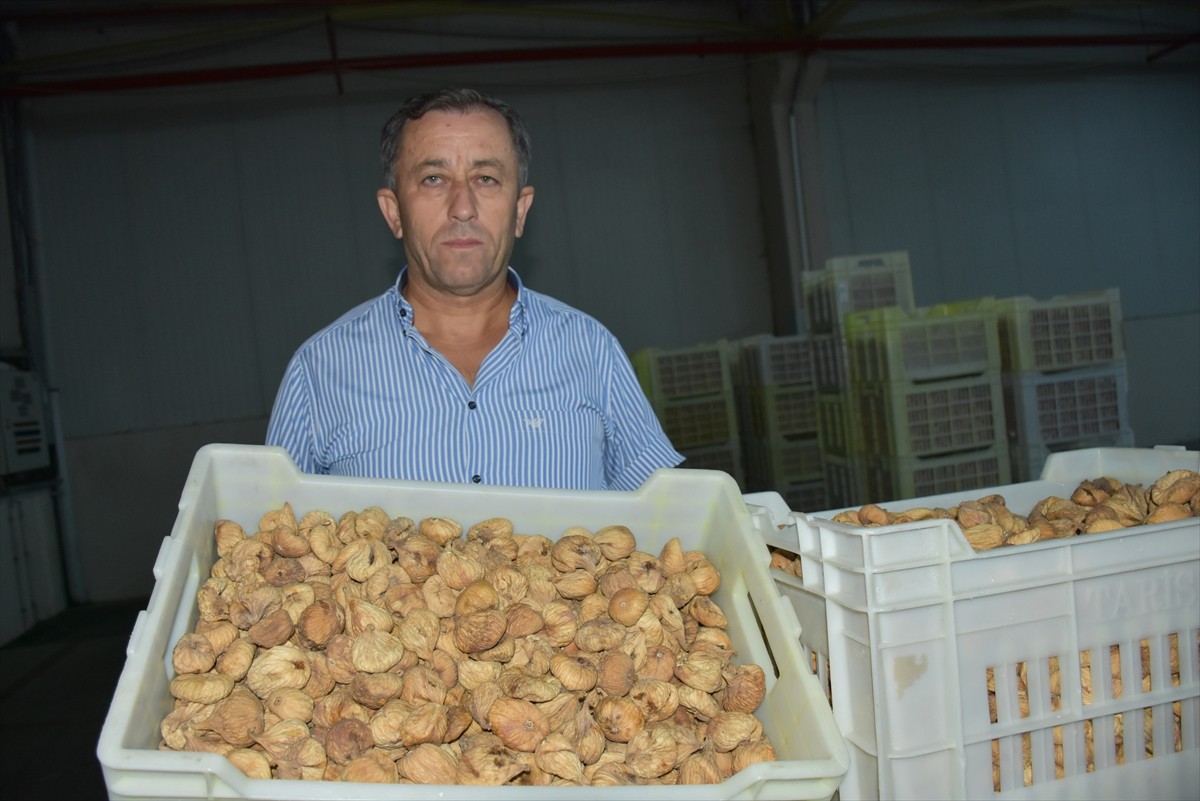 Tariş İncir Birliği Yönetim Kurulu Başkanı Ersin Kacar (sol 2), 2025-2026 kuru incir sezonu için...