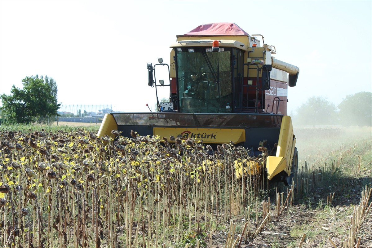 Türkiye'nin önemli ayçiçeği üretim merkezlerinden biri olan Kırklareli'nde çiftçiler, ayçiçeği...